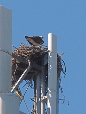 [An osprey stands on the nest with its hind end facing the camera which makes the white underfeathers visible. The nest is made from quite large diameter branches and hangs over the edges of the tower supports.]